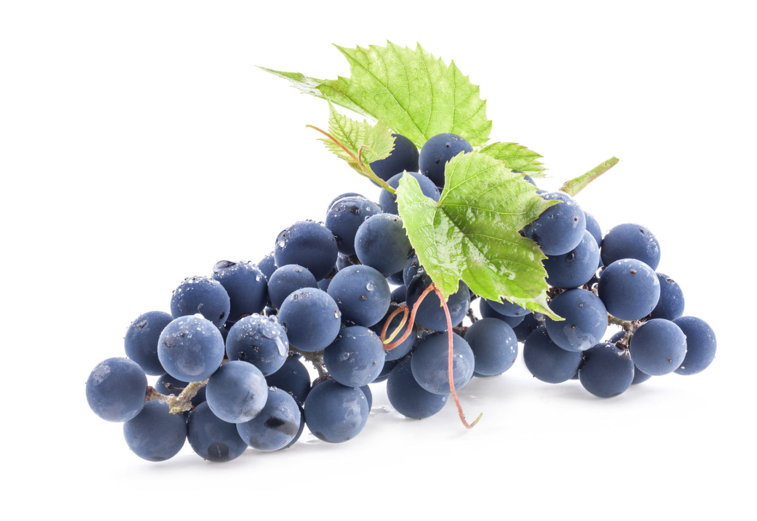 Plant De Vigne Muscat Bleu 2L – Raisin De Table Précoce, Résistant Au Froid, Pour Pergolas Ou Treillis - 4